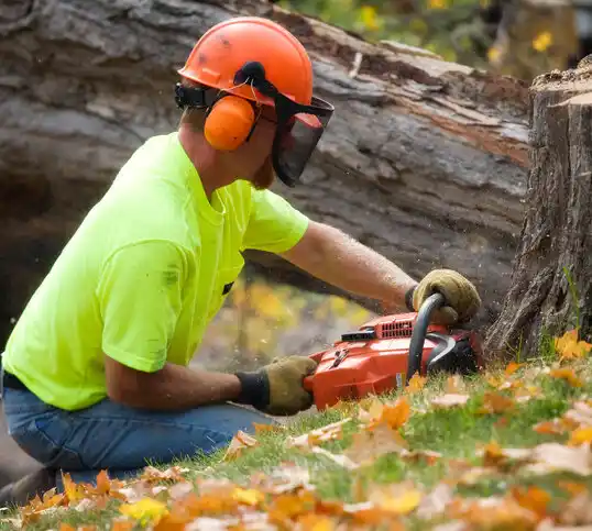 tree services Altamont